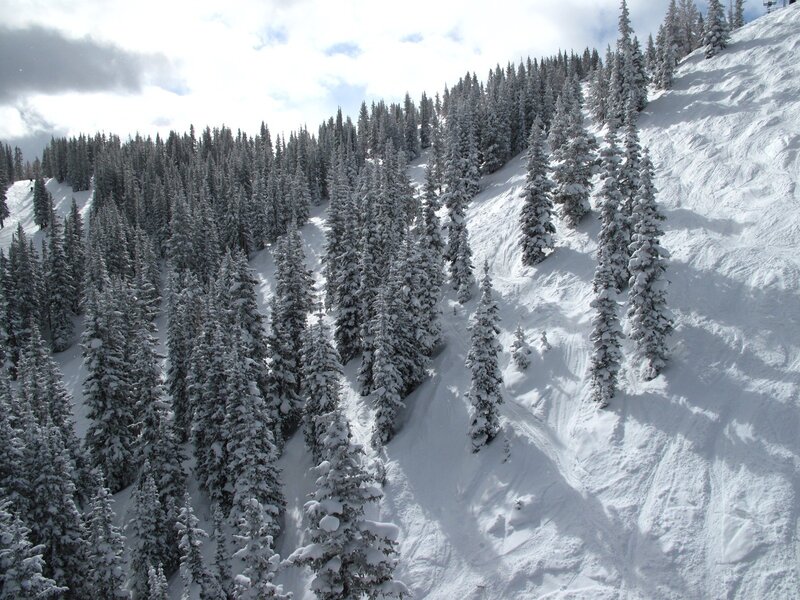 snow-covered pine forest slope