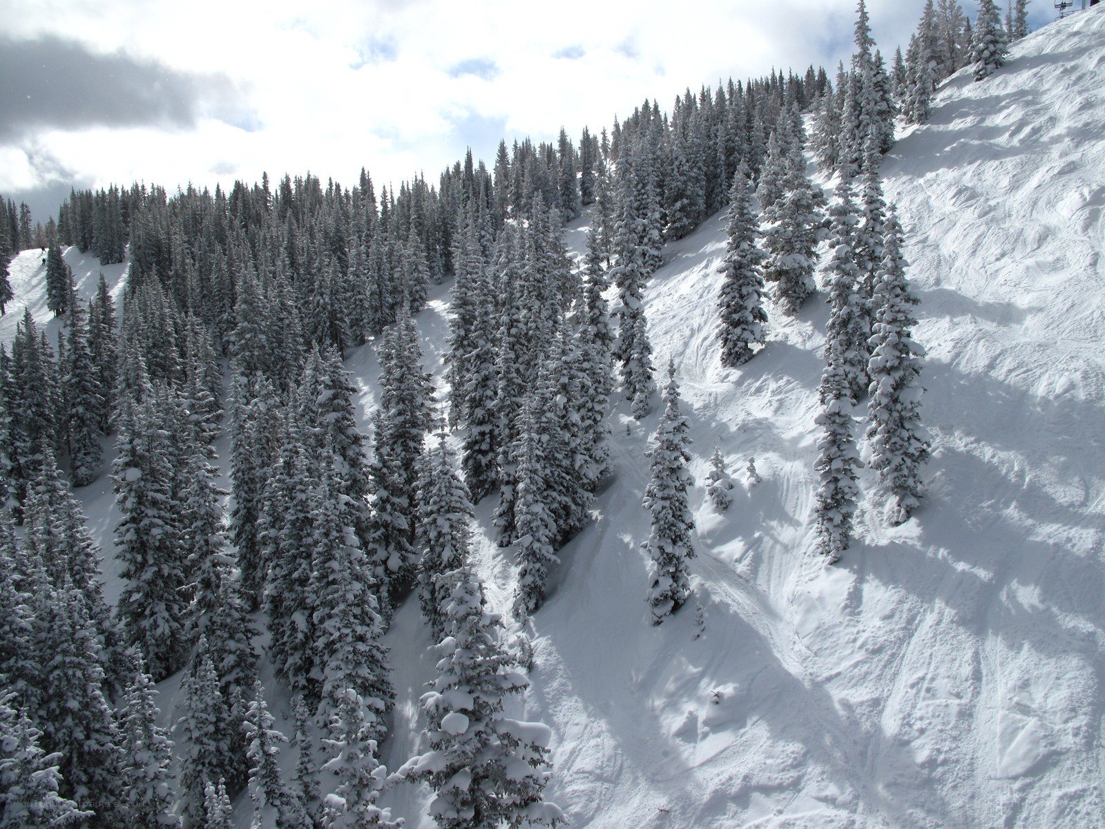 snow-covered pine forest slope