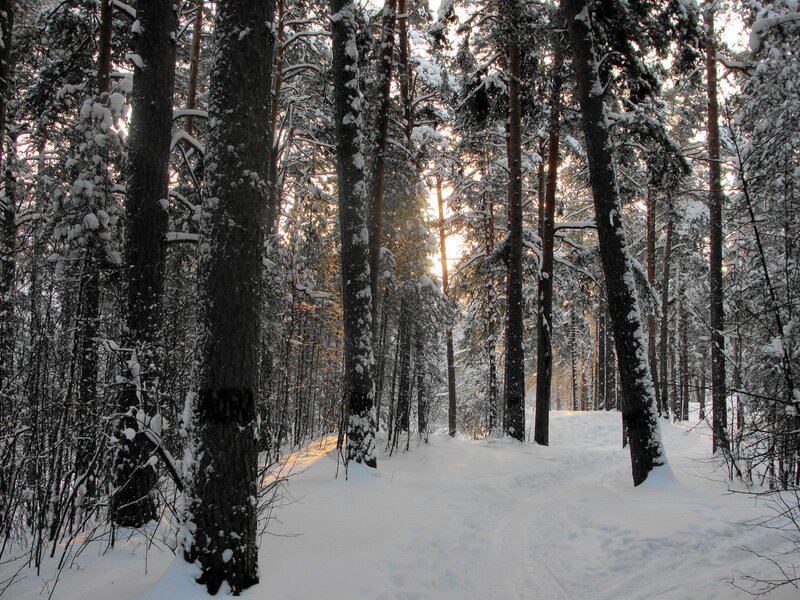 Snow-covered Pine Forest — Snow