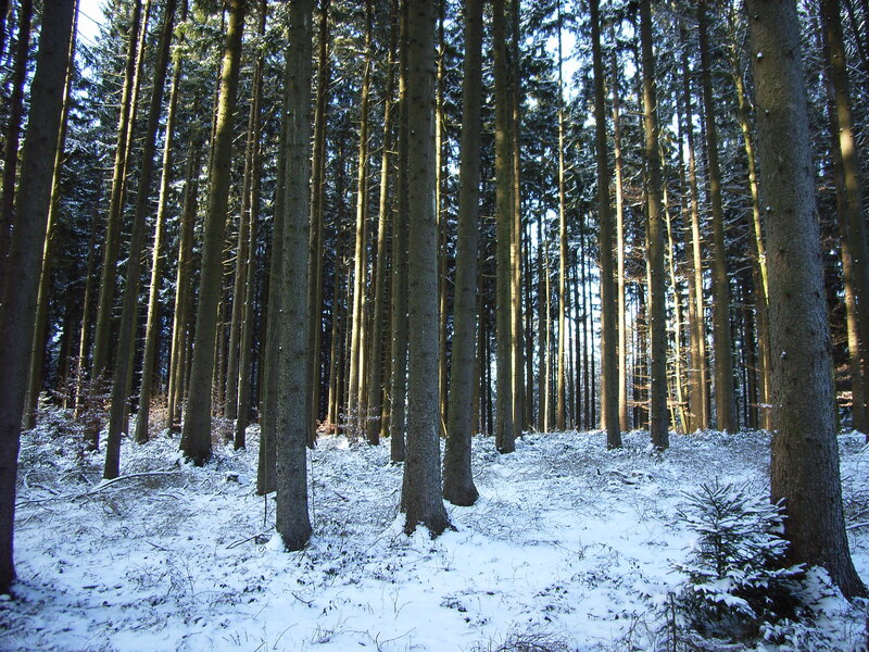 Snow-covered Pine Forest — Sunlight