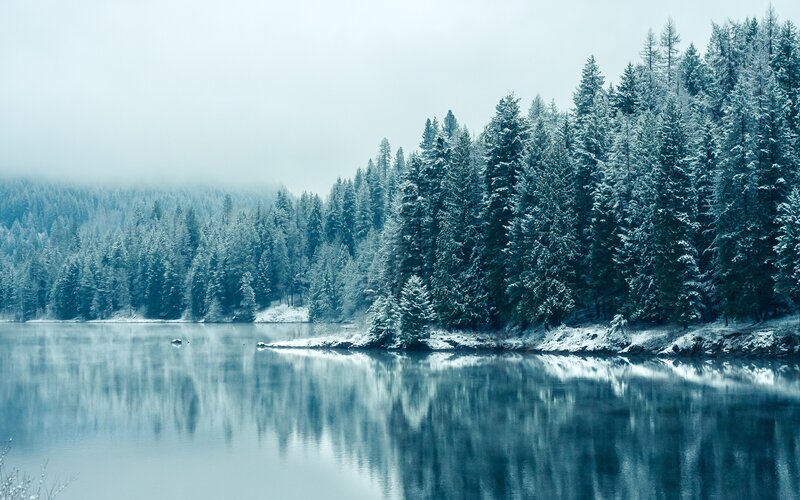 Snow-covered Pine Forest — Trees