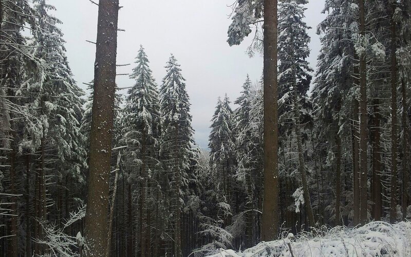 Snow-covered Pine Forest — White, Calm, Winter, Photograph
