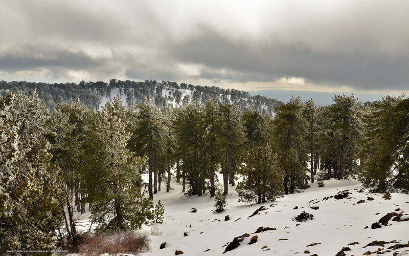 Snow-covered Pine Forest — White, Dramatic