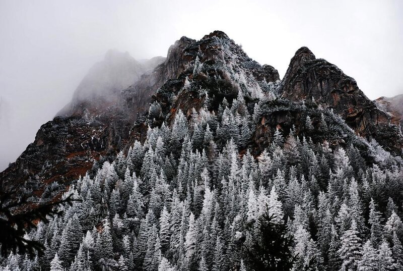 Snow-covered Pine Forest — White, Dramatic, Winter