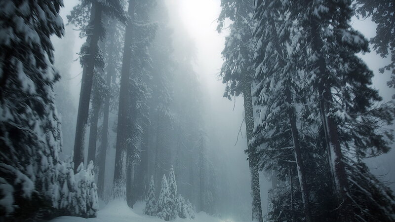 Snow-covered Pine Forest — White, Misty
