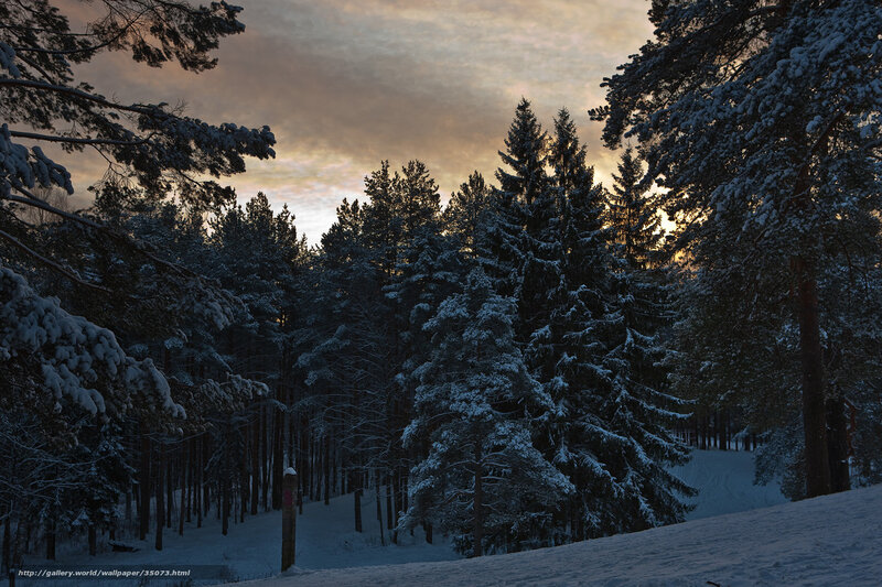 Snow-covered Pine Forest — White, Serene, Sunset