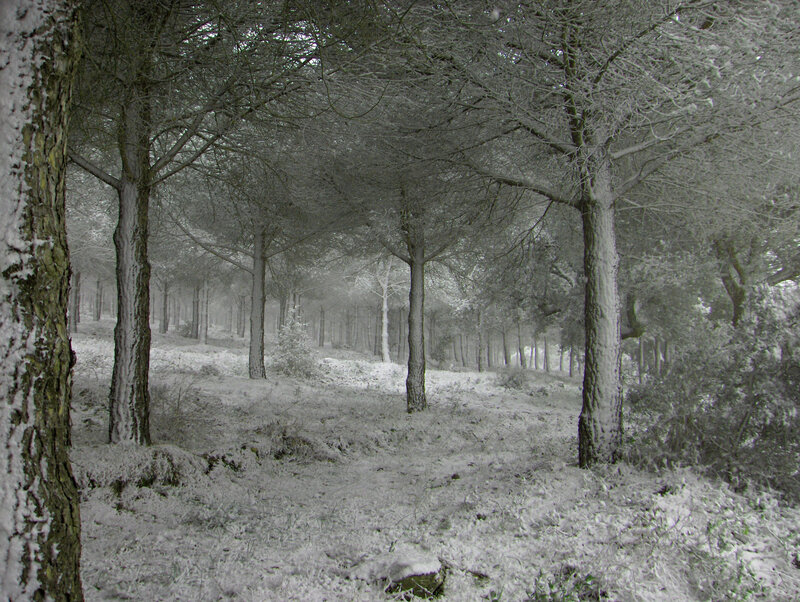 Snow-covered Pine Forest — White, Serene