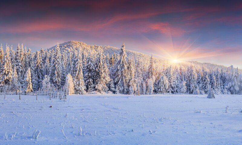 Snow-covered Pine Forest — White, Serene, Winter, Photograph, Mountain