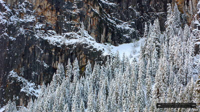 Snow-covered Pine Forest — White, Serene, Winter, Photograph, Mountain, Trees