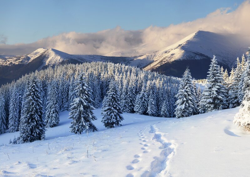 Snow-covered Pine Forest — White, Serene, Winter, Photograph, Mountains, Footprints