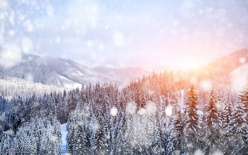 Snow-covered Pine Forest — White, Serene, Winter, Photograph, Mountains, Snowfall, Sunlight