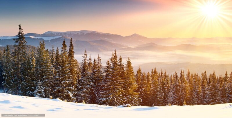 Snow-covered Pine Forest — White, Serene, Winter, Photograph, Mountains, Sun, Fog