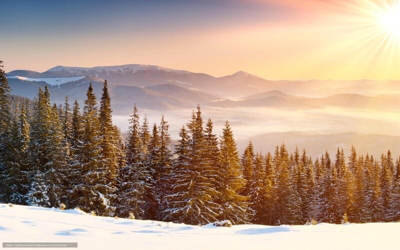 Snow-covered Pine Forest — White, Serene, Winter, Photograph, Mountains, Sun