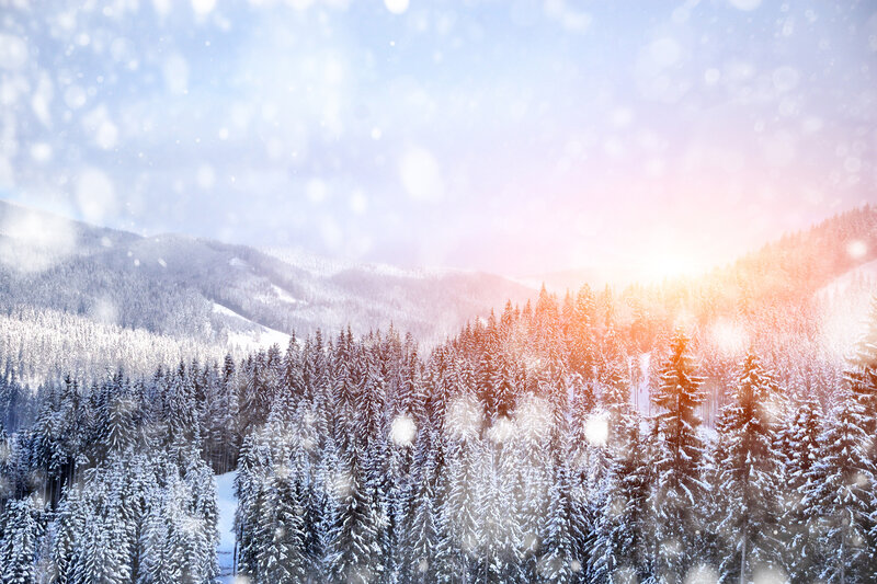 Snow-covered Pine Forest — White, Serene, Winter, Photograph, Mountains