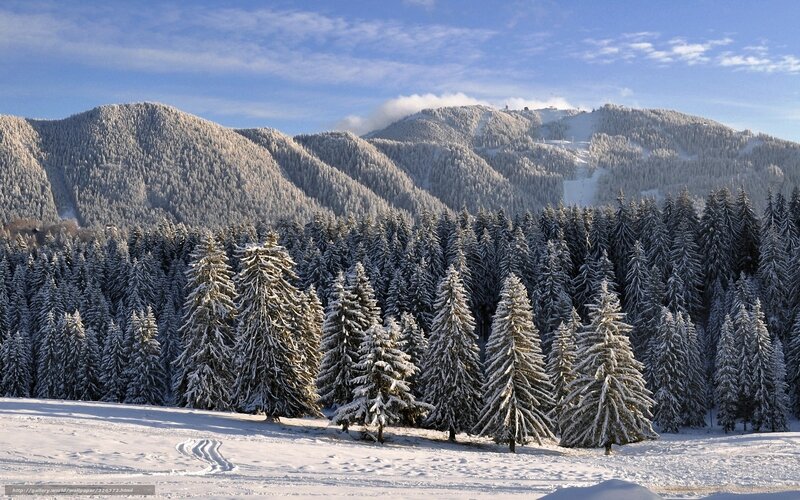 Snow-covered Pine Forest — White, Serene, Winter, Photograph, Mountains, Trees, Sky