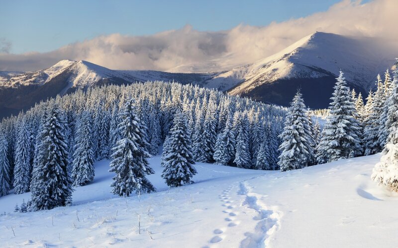 Snow-covered Pine Forest — White, Serene, Winter, Photograph, Mountains, Trees