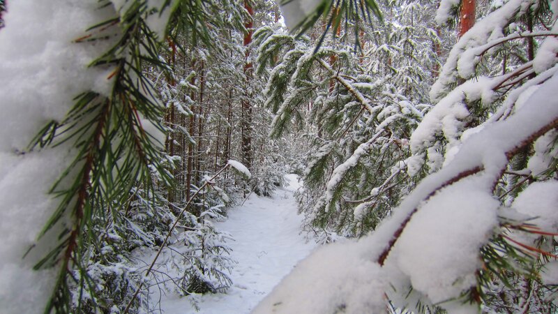 Snow-covered Pine Forest — White, Serene, Winter, Photograph, Pine Branches