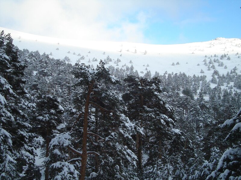 Snow-covered Pine Forest — White, Serene, Winter, Photograph, Snow