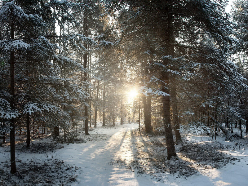 Snow-covered Pine Forest — White, Serene, Winter, Photograph, Sunlight, Path