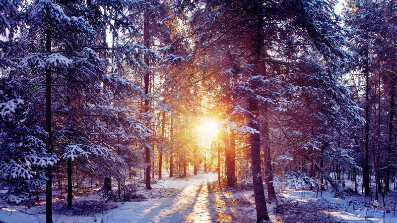 Snow-covered Pine Forest — White, Serene, Winter, Photograph, Sunlight, Path, Trees