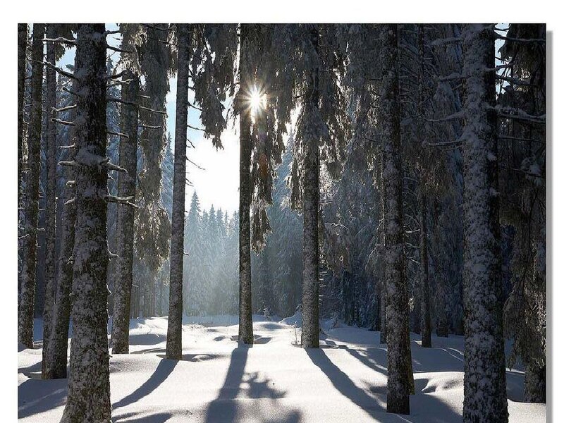 Snow-covered Pine Forest — White, Serene, Winter, Photograph, Sunlight, Trees, Snow, Brown