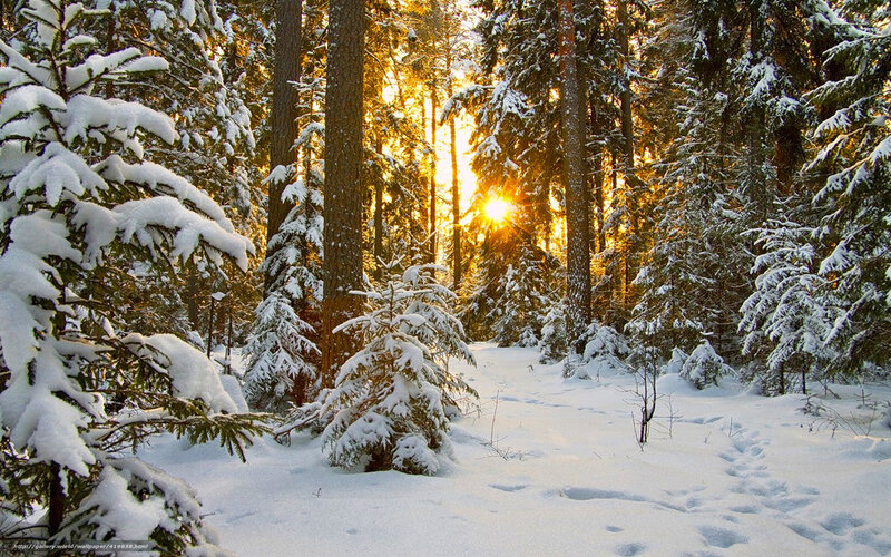 Snow-covered Pine Forest — White, Serene, Winter, Photograph, Sunlight, Trees