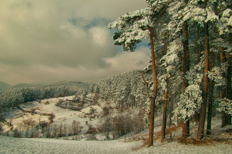Snow-covered Pine Forest — White, Serene, Winter, Photograph, Trees, Hills
