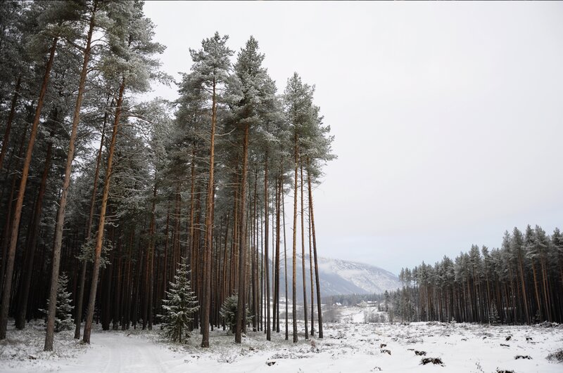 Snow-covered Pine Forest — White, Serene, Winter, Photograph, Trees, Mountain