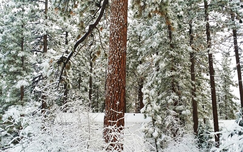 Snow-covered Pine Forest — White, Serene, Winter, Photograph, Trees, Snow, Branches