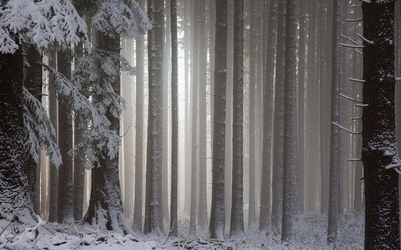 Snow-covered Pine Forest — White, Serene, Winter, Photograph, Trees, Snow, Fog