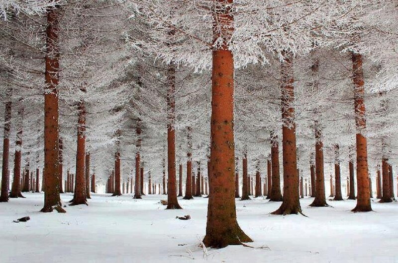 Snow-covered Pine Forest — White, Serene, Winter, Photograph, Trees, Snow, Frost