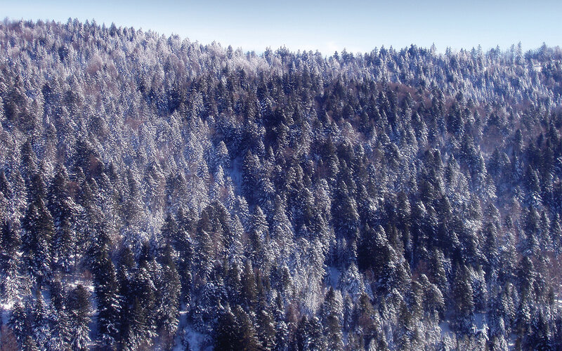Snow-covered Pine Forest — White, Serene, Winter, Photograph, Trees, Snow, Hillside