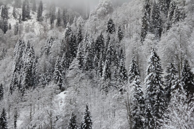 Snow-covered Pine Forest — White, Serene, Winter, Photograph, Trees, Snow, Mountain, Green, Gray