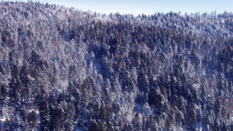 Snow-covered Pine Forest — White, Serene, Winter, Photograph, Trees, Snow, Mountain