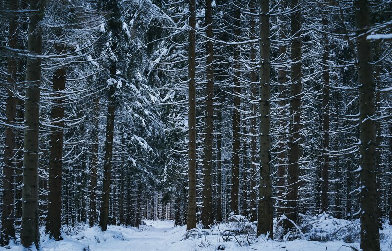 Snow-covered Pine Forest — White, Serene, Winter, Photograph, Trees, Snow, Path