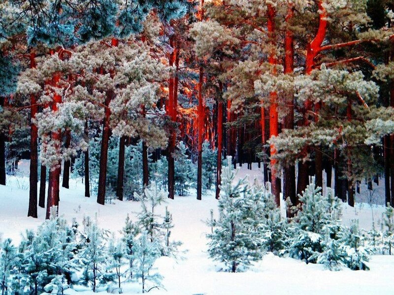 Snow-covered Pine Forest — White, Serene, Winter, Photograph, Trees, Snow, Pine Needles