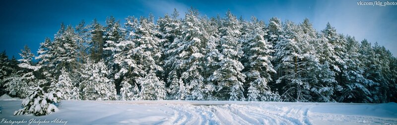 Snow-covered Pine Forest — White, Serene, Winter, Photograph, Trees, Snow, Sky, Blue