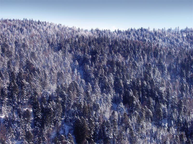 Snow-covered Pine Forest — White, Serene, Winter, Photograph, Trees, Snow, Sky, Green, Blue, Vladstudio