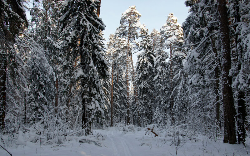 Snow-covered Pine Forest — White, Serene, Winter, Photograph, Trees, Snow, Sky