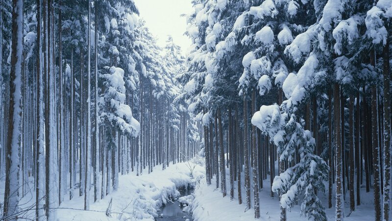 Snow-covered Pine Forest — White, Serene, Winter, Photograph, Trees, Snow, Stream