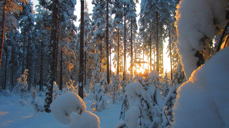 Snow-covered Pine Forest — White, Serene, Winter, Photograph, Trees, Snow, Sunlight, Blue, Gold
