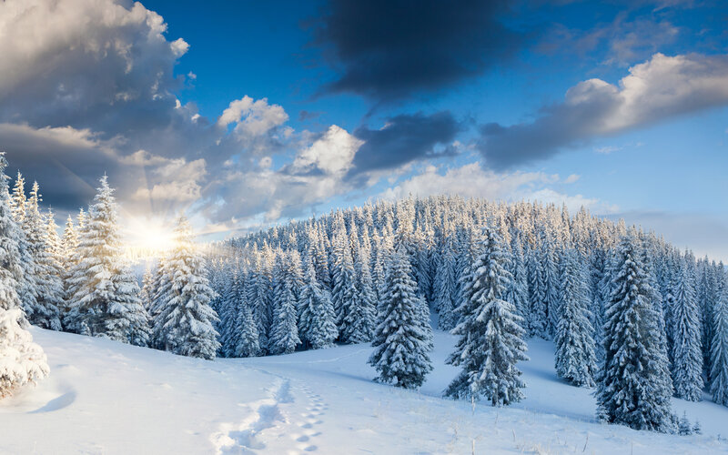 Snow-covered Pine Forest — White, Serene, Winter, Photograph, Trees, Snow, Sunlight, Clouds
