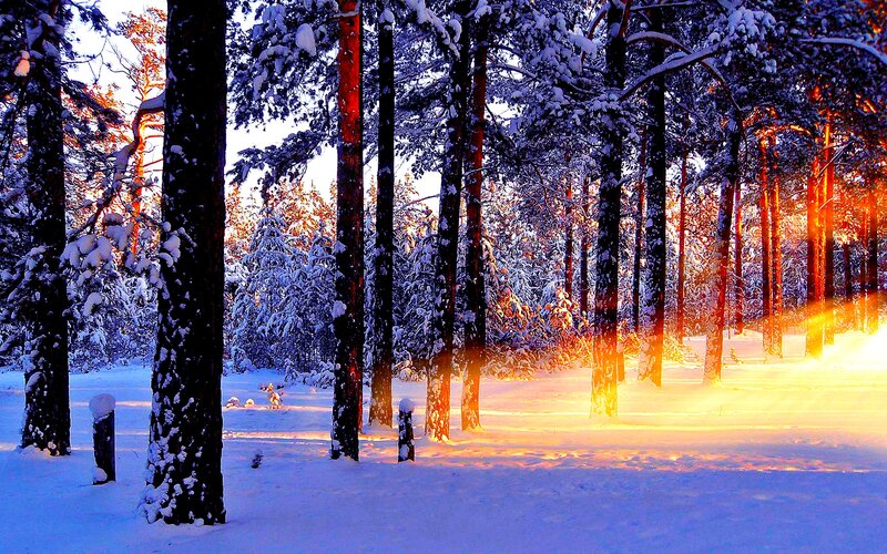 Snow-covered Pine Forest — White, Serene, Winter, Photograph, Trees, Snow