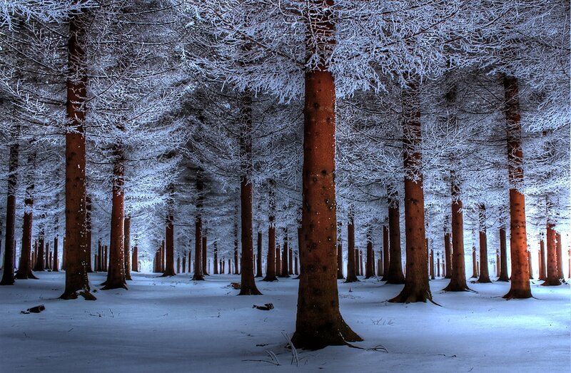 Snow-covered Pine Forest — White, Serene, Winter, Photograph, Trees