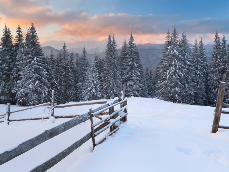 Snow-covered Pine Forest — White, Serene, Winter