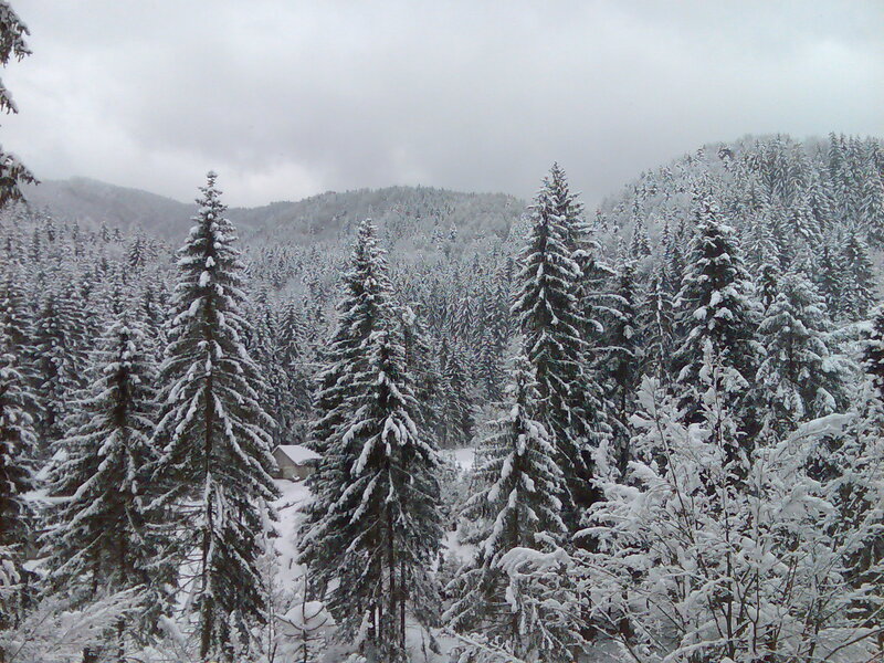 Snow-covered Pine Forest — White