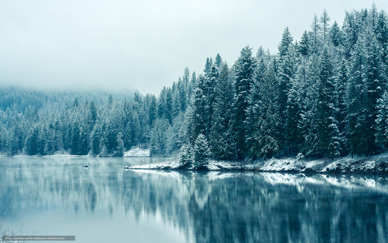 Snow-covered Pine Forest — Winter