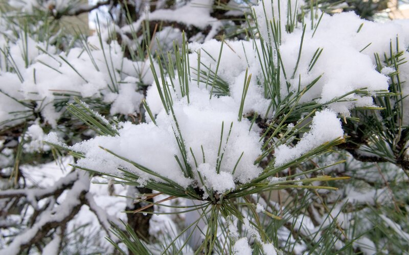 Snow-covered pine needles