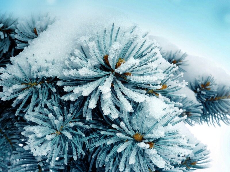 Snow-covered Pine Needles — Blue