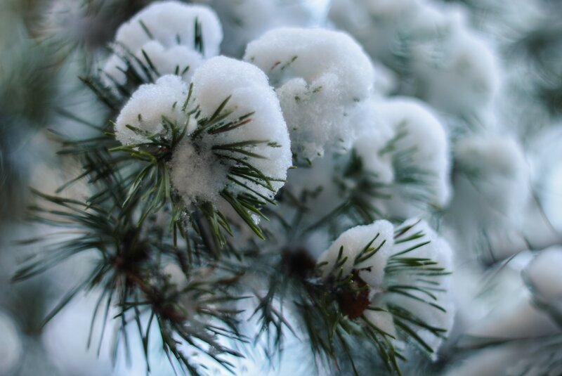 Snow-covered pine needles